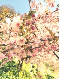 桜　写真3.jpg