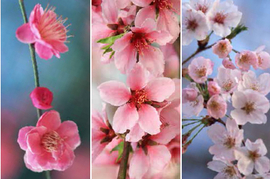 20180302春を代表する花木1.jpgのサムネイル画像